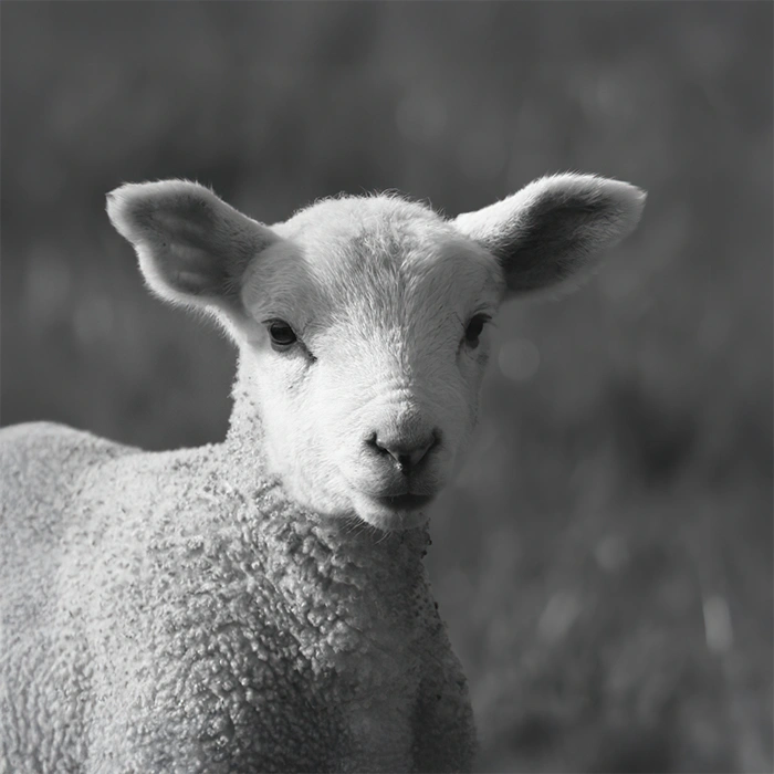 Lacto Production Production Dalimentation Animale A Montauban De Bretagne Agneau Chevreau 2