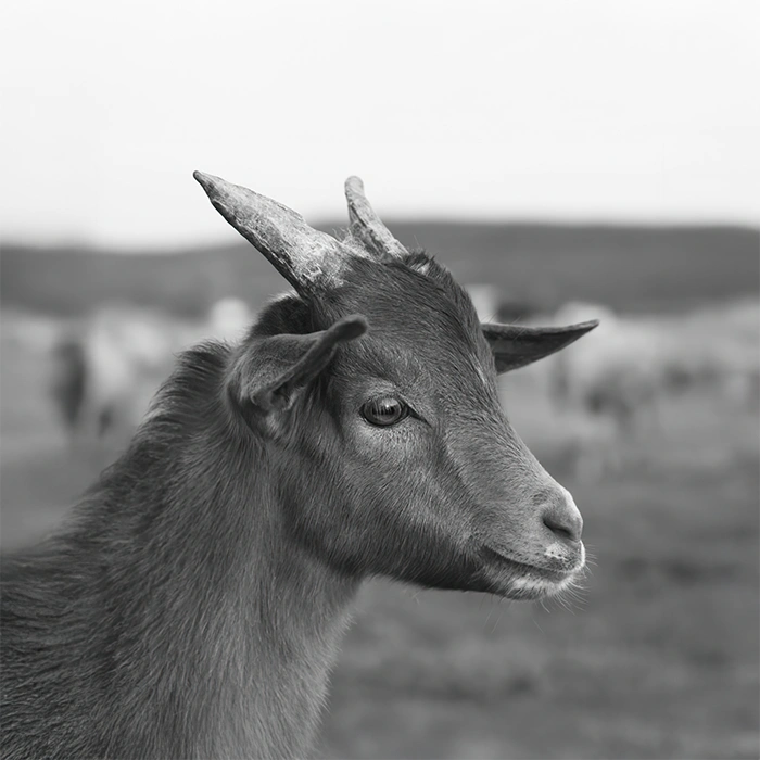 Lacto Production Production Dalimentation Animale A Montauban De Bretagne Agneau Chevreau 3