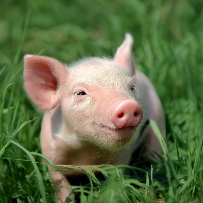 Lacto Production Production Dalimentation Animale A Montauban De Bretagne Porcelet 1 1