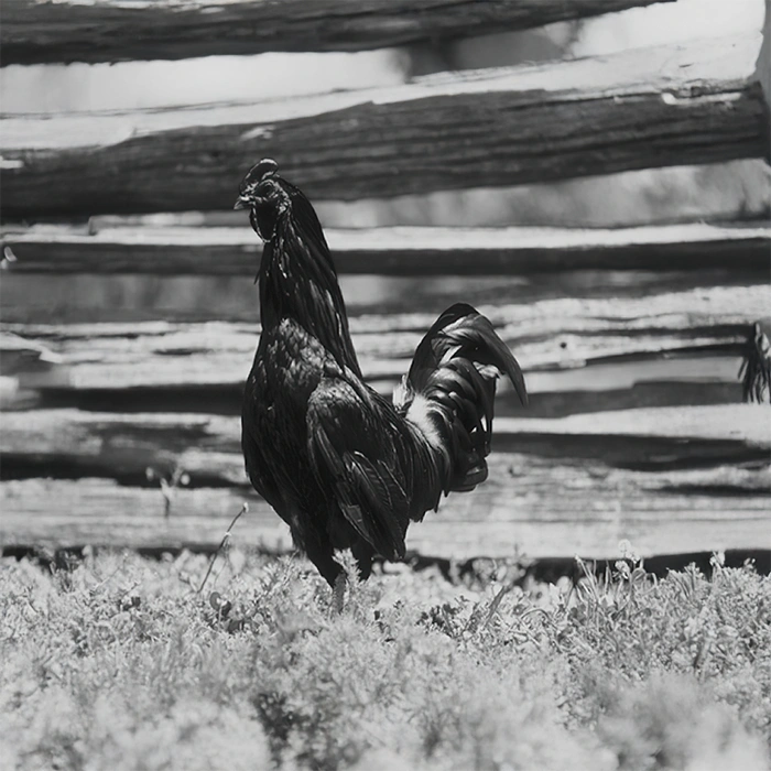 Lacto Production Production Dalimentation Animale A Montauban De Bretagne Volaille