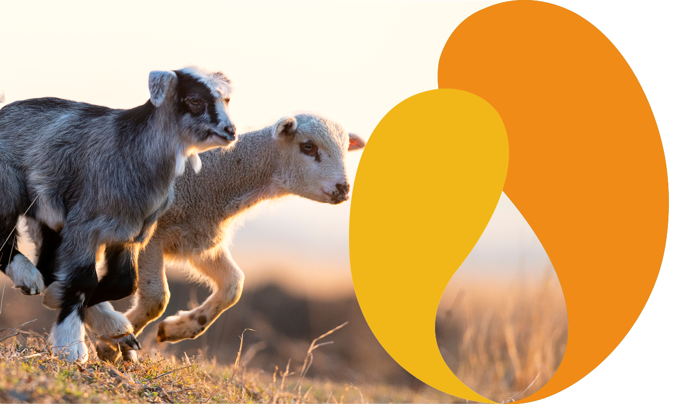 Lacto Production Production Dalimentation Animale A Montauban De Bretagne Agneaux Chevreaux 1