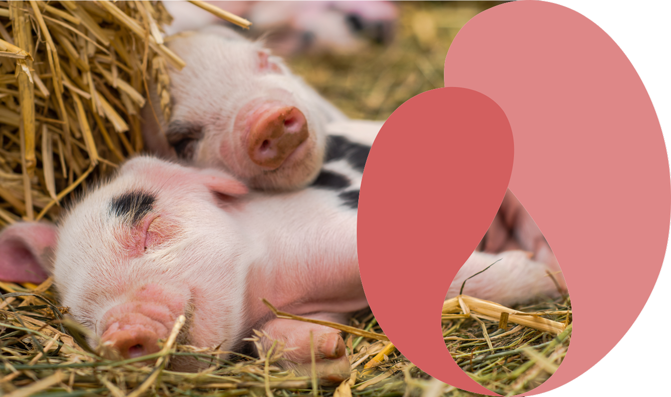 Lacto Production Production Dalimentation Animale A Montauban De Bretagne Porcelet