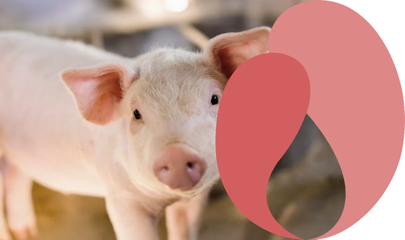 Lacto Production Production Dalimentation Animale A Montauban De Bretagne Piglets 1